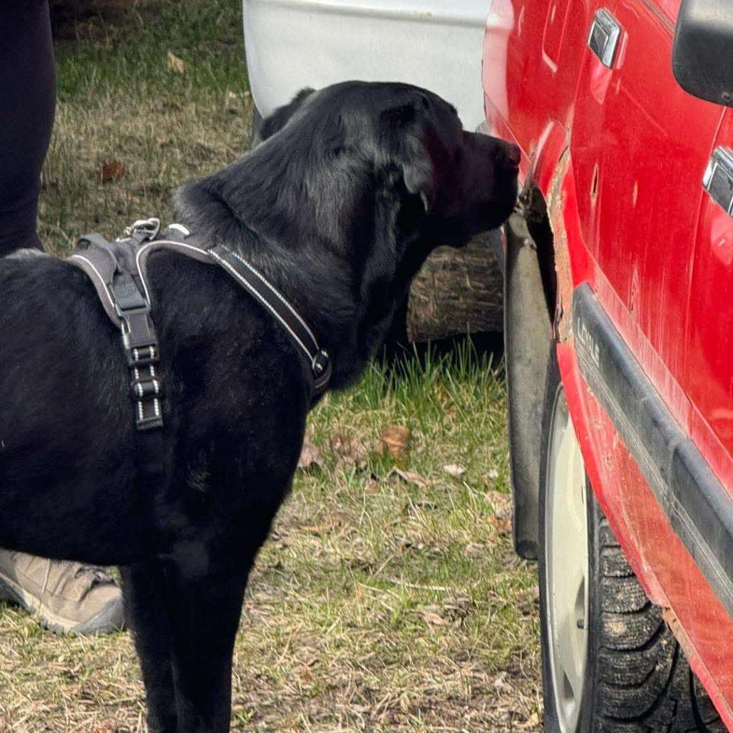 Enlarge Gibson, a Adoptable mixed breed in Calgary, AB image 3/5