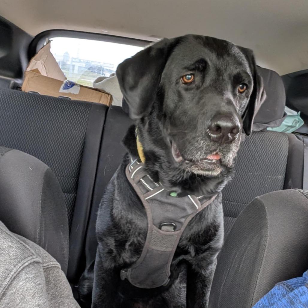 Gibson, a Adoptable mixed breed in Calgary, AB image 3/5