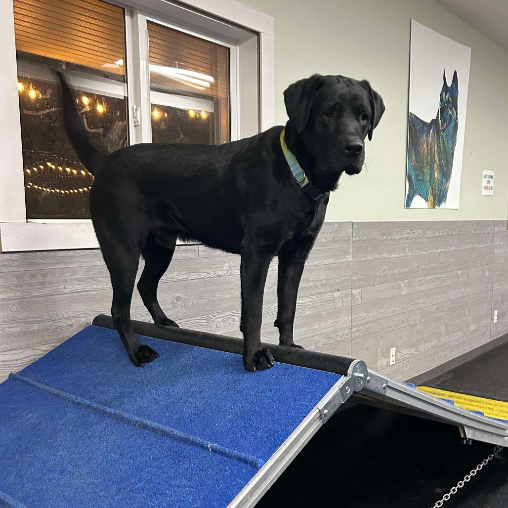 Gibson, a Adoptable mixed breed in Calgary, AB image 4/5