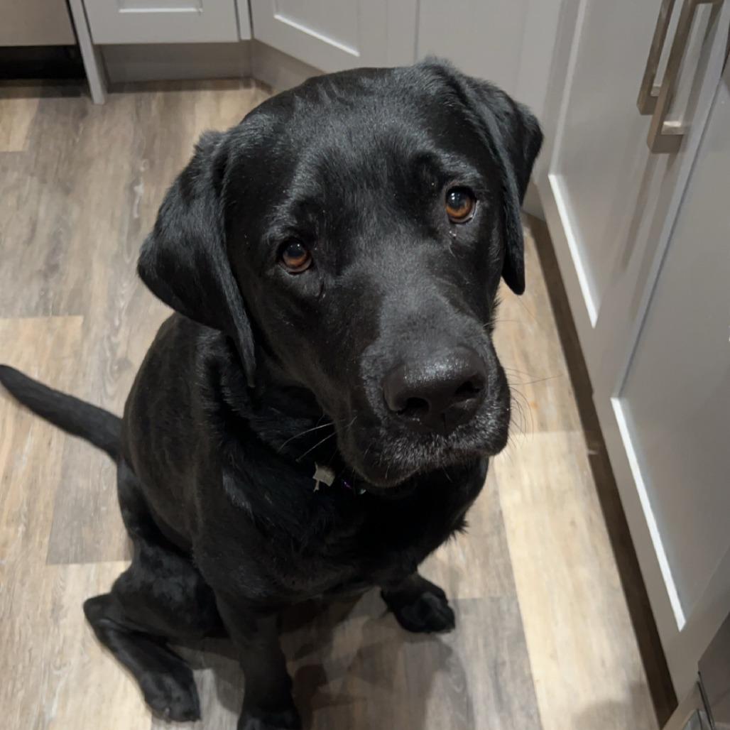 Gibson, a Adoptable mixed breed in Calgary, AB image 5/5