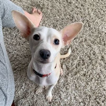 Lilo