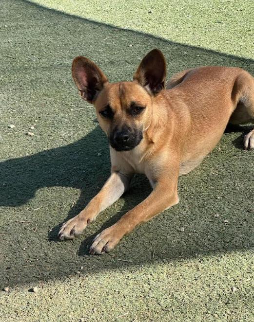 Enlarge Paco in TX, a Adoptable Chihuahua in Cranston, RI image 1/3