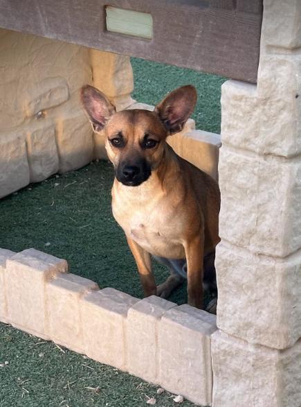 Paco in TX, Adoptable, Young Male Chihuahua.