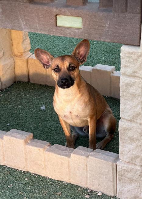 Enlarge Paco in TX, a Adoptable Chihuahua in Cranston, RI image 3/3