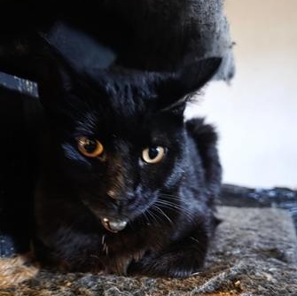 Shadow & Shadow Jr, Adoptable, Young Male Domestic Short Hair.