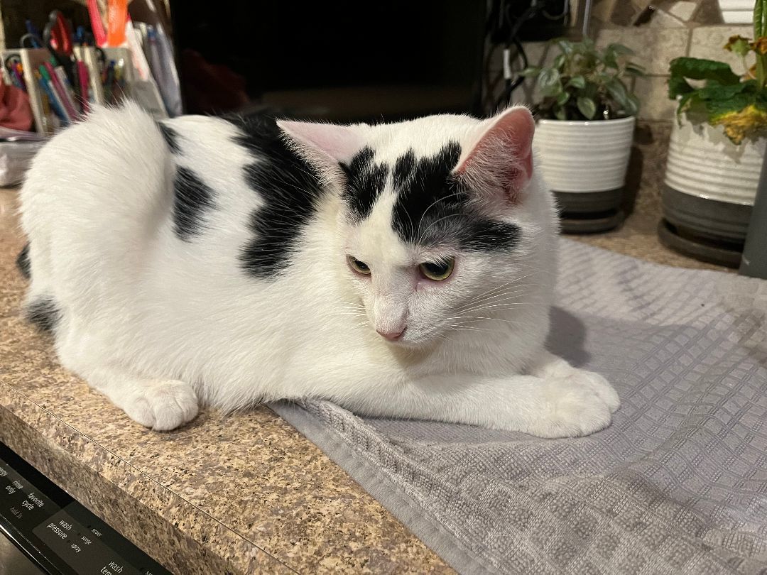 Enlarge Sugar, a Adoptable Domestic Short Hair in Plainfield, IL image 5/6