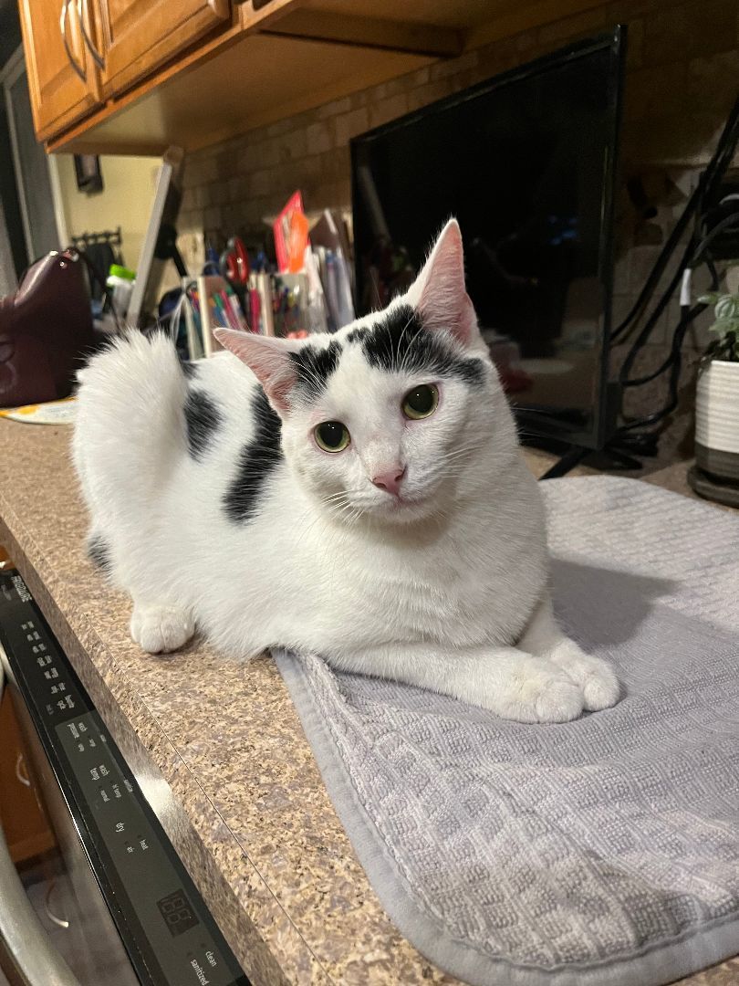 Enlarge Sugar, a Adoptable Domestic Short Hair in Plainfield, IL image 4/6