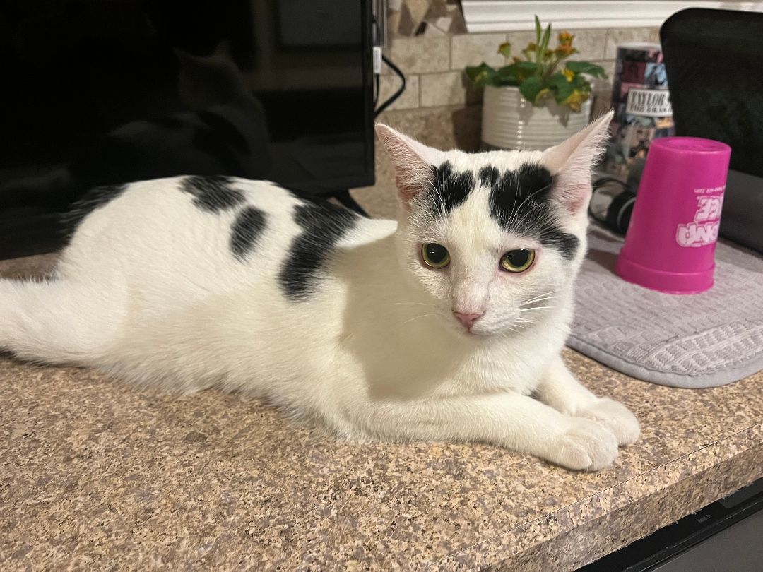 Enlarge Sugar, a Adoptable Domestic Short Hair in Plainfield, IL image 2/6