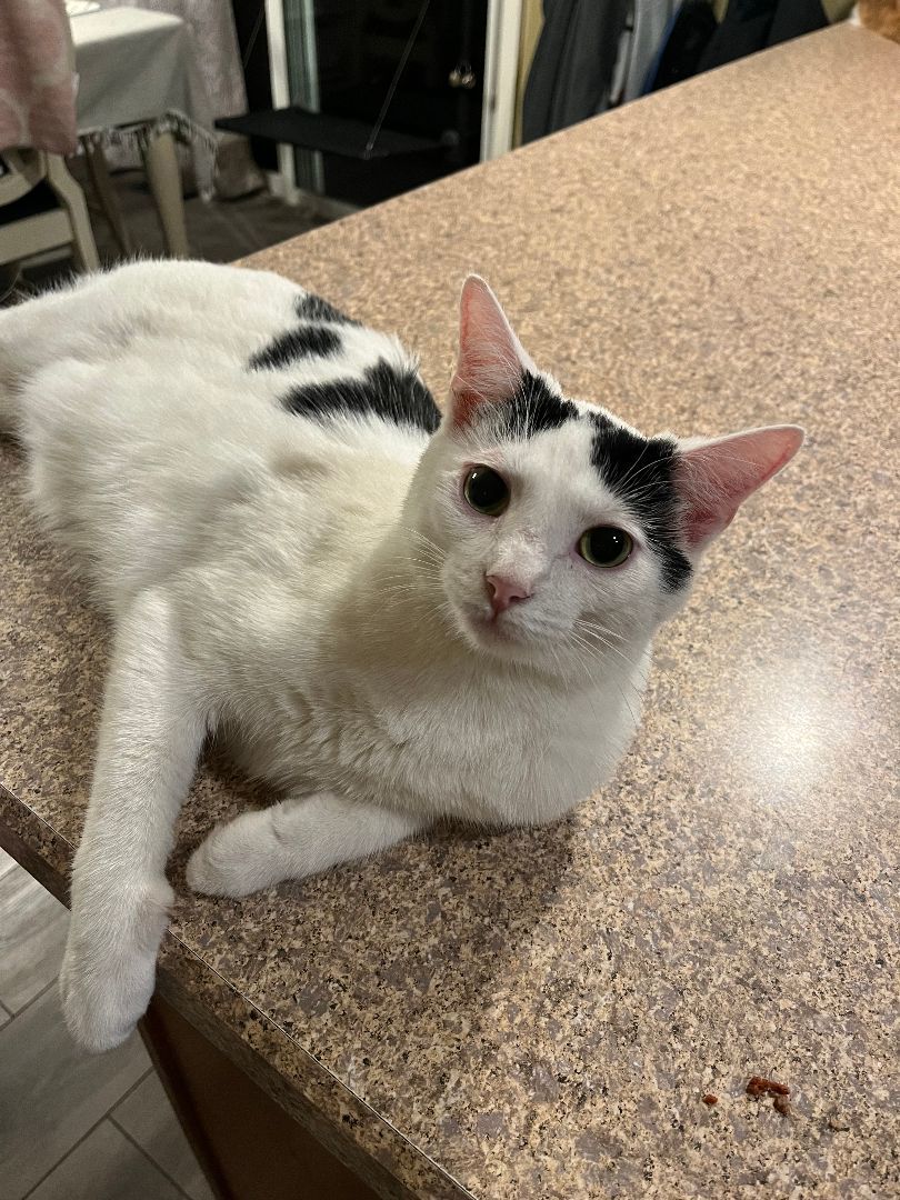 Enlarge Sugar, a Adoptable Domestic Short Hair in Plainfield, IL image 6/6