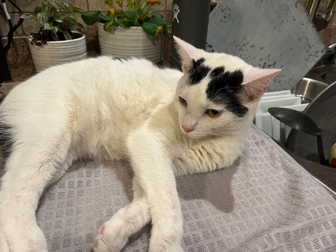 Enlarge Sugar, a Adoptable Domestic Short Hair in Plainfield, IL image 3/6