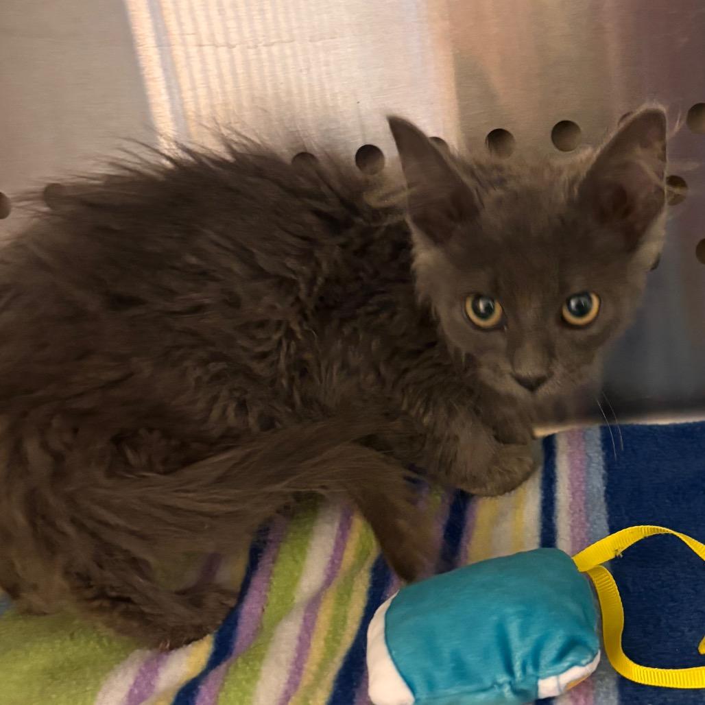 Enlarge Jenny, a Adoptable Domestic Long Hair in Bend, OR image 1/4
