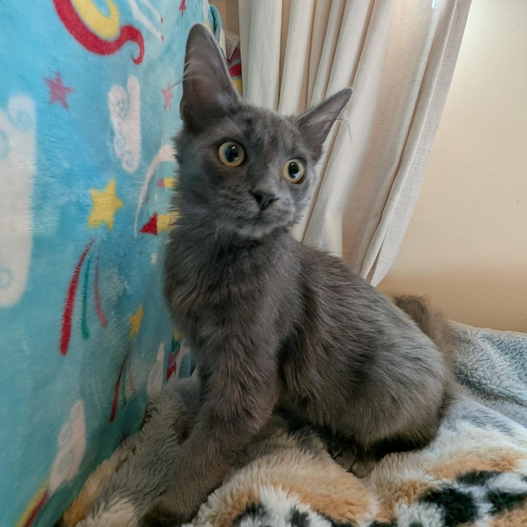 Enlarge Jenny, a Adoptable Domestic Long Hair in Bend, OR image 2/4