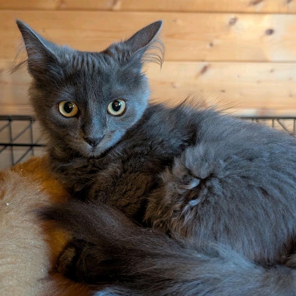 Enlarge Jenny, a Adoptable Domestic Long Hair in Bend, OR image 3/4