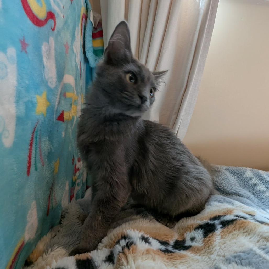 Enlarge Jenny, a Adoptable Domestic Long Hair in Bend, OR image 4/4