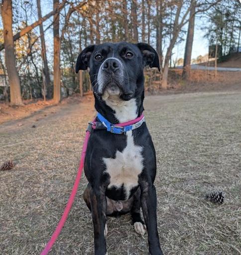 Rocky, Adult Male Pit Bull Terrier