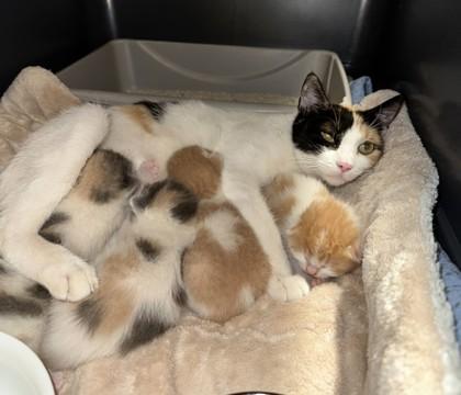 Malibu, Adoptable, Adult Female Domestic Short Hair & Domestic Short Hair.