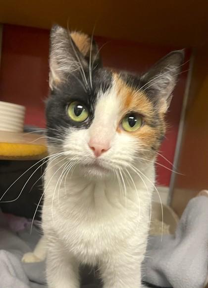 Malibu, a Adoptable Domestic Short Hair in Phoenix, AZ image 2/3