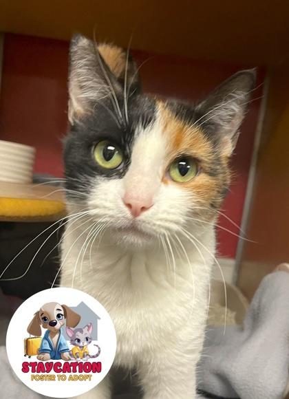 Malibu, a Adoptable Domestic Short Hair in Phoenix, AZ image 3/3