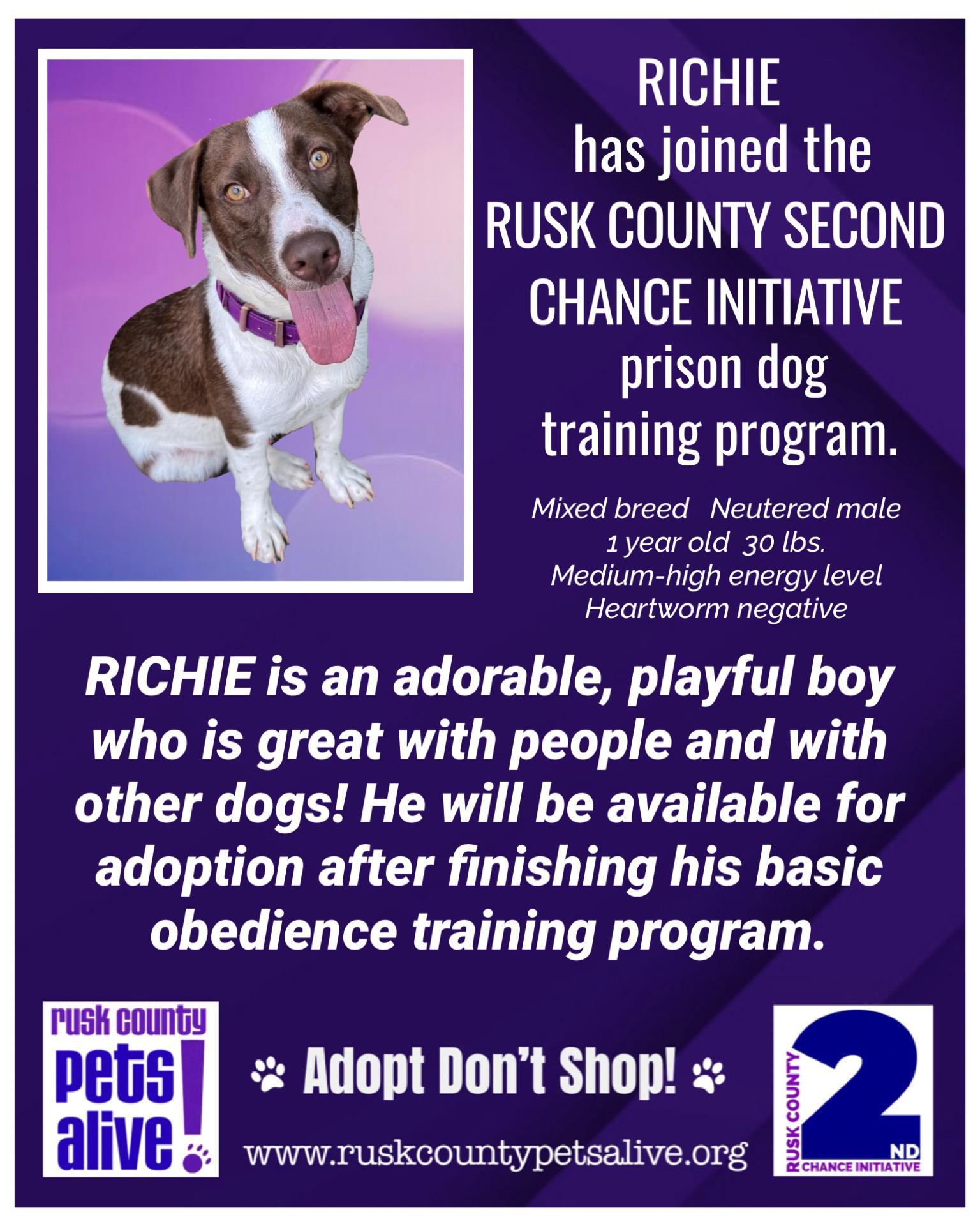 Richie, a Adoptable mixed breed in Henderson, TX image 2/3