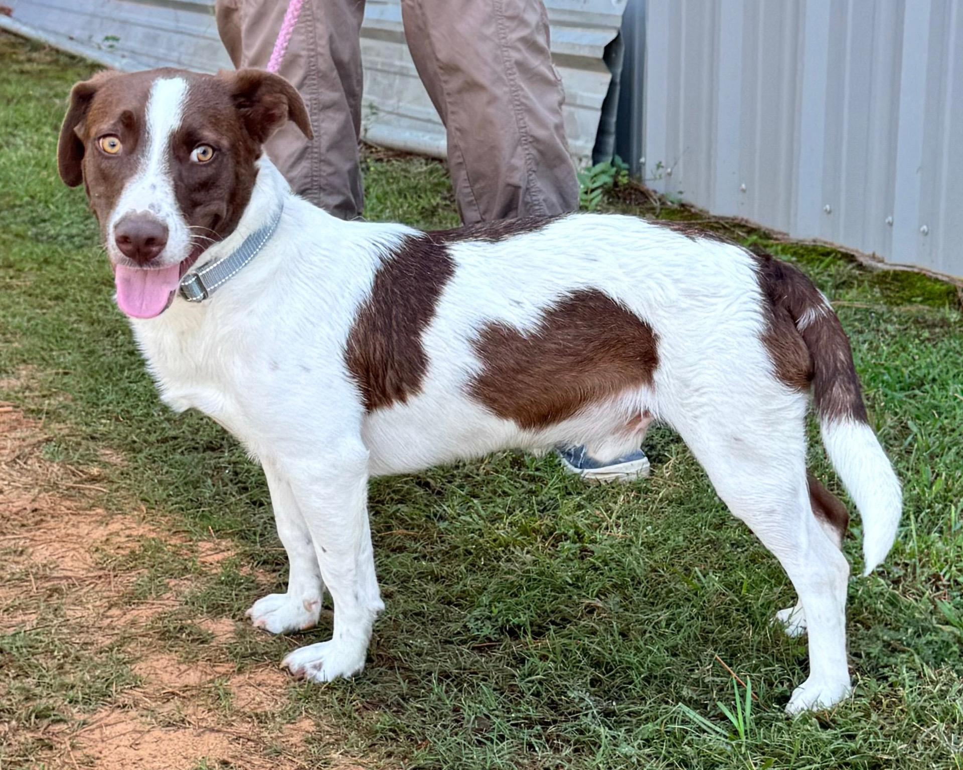 Richie, a Adoptable mixed breed in Henderson, TX image 3/3
