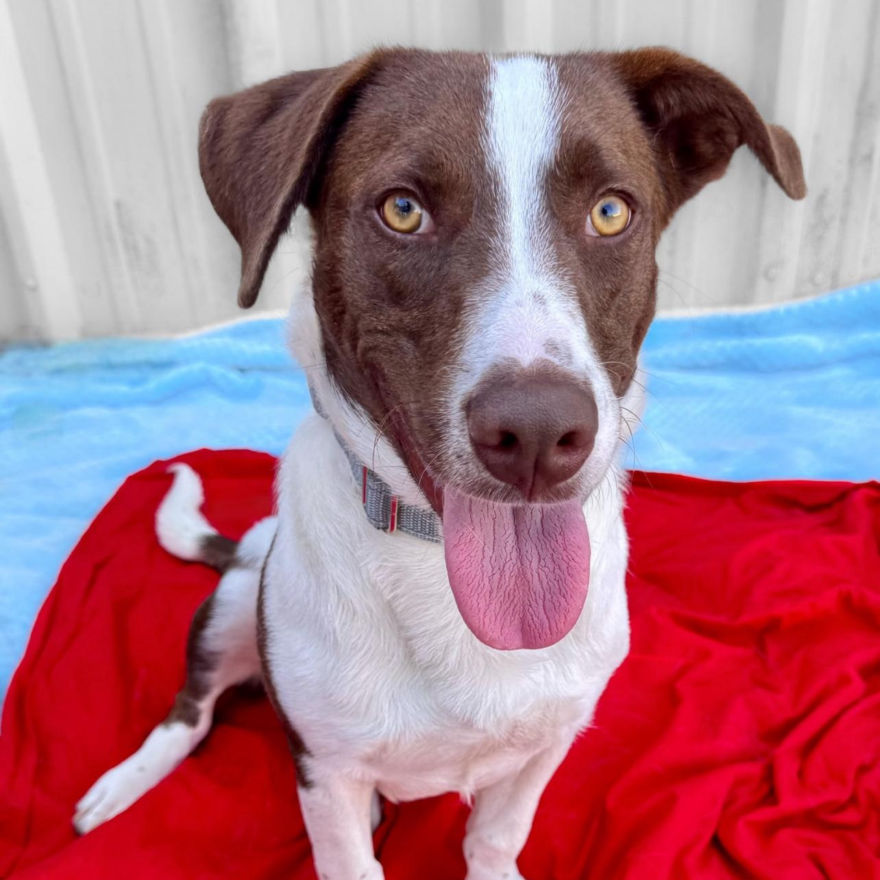 Richie, a Adoptable mixed breed in Henderson, TX image 1/3