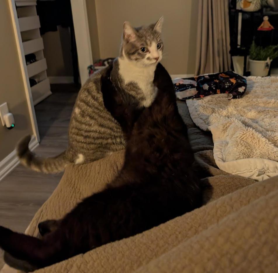 Enlarge Katie & Batman, a ADOPTABLE Domestic Short Hair in Cincinnati, OH image 5/5
