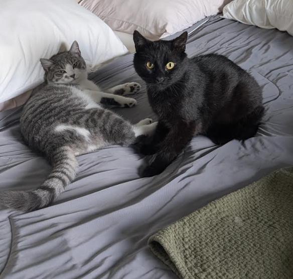 Katie & Batman, ADOPTABLE, Adult Male Domestic Short Hair.