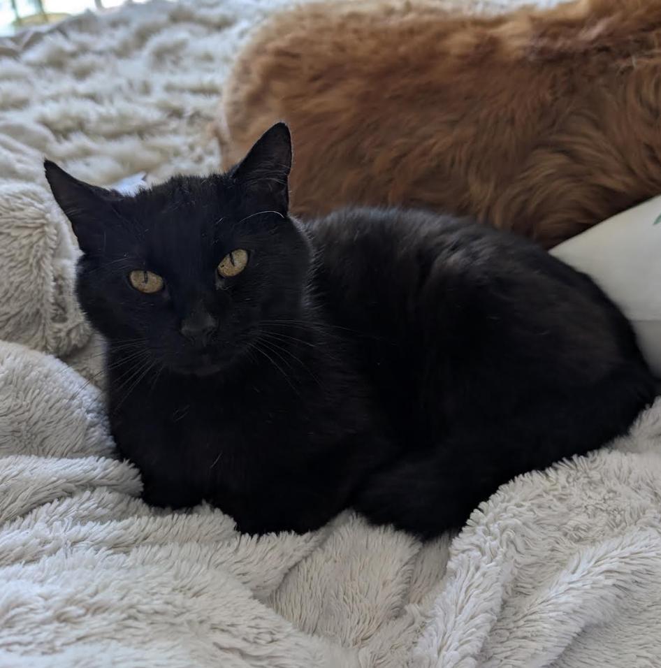 Enlarge Katie & Batman, a ADOPTABLE Domestic Short Hair in Cincinnati, OH image 2/5