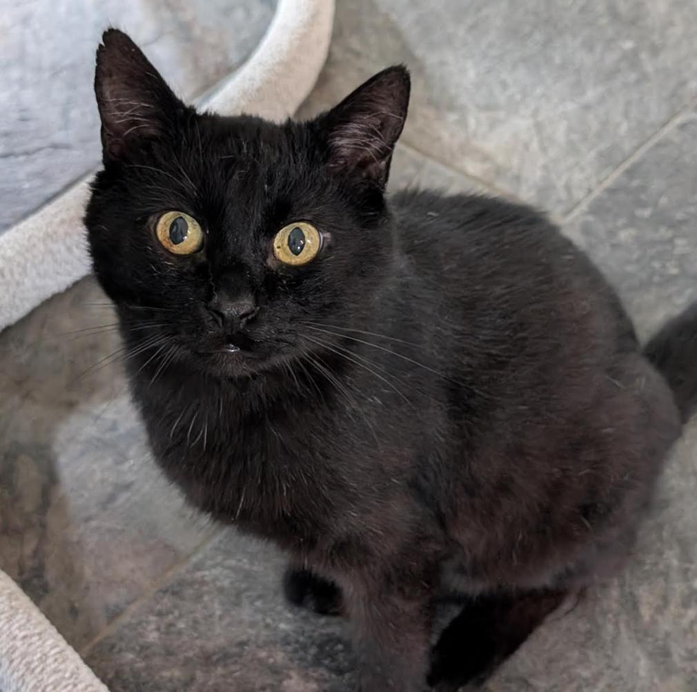 Enlarge Katie & Batman, a ADOPTABLE Domestic Short Hair in Cincinnati, OH image 4/5