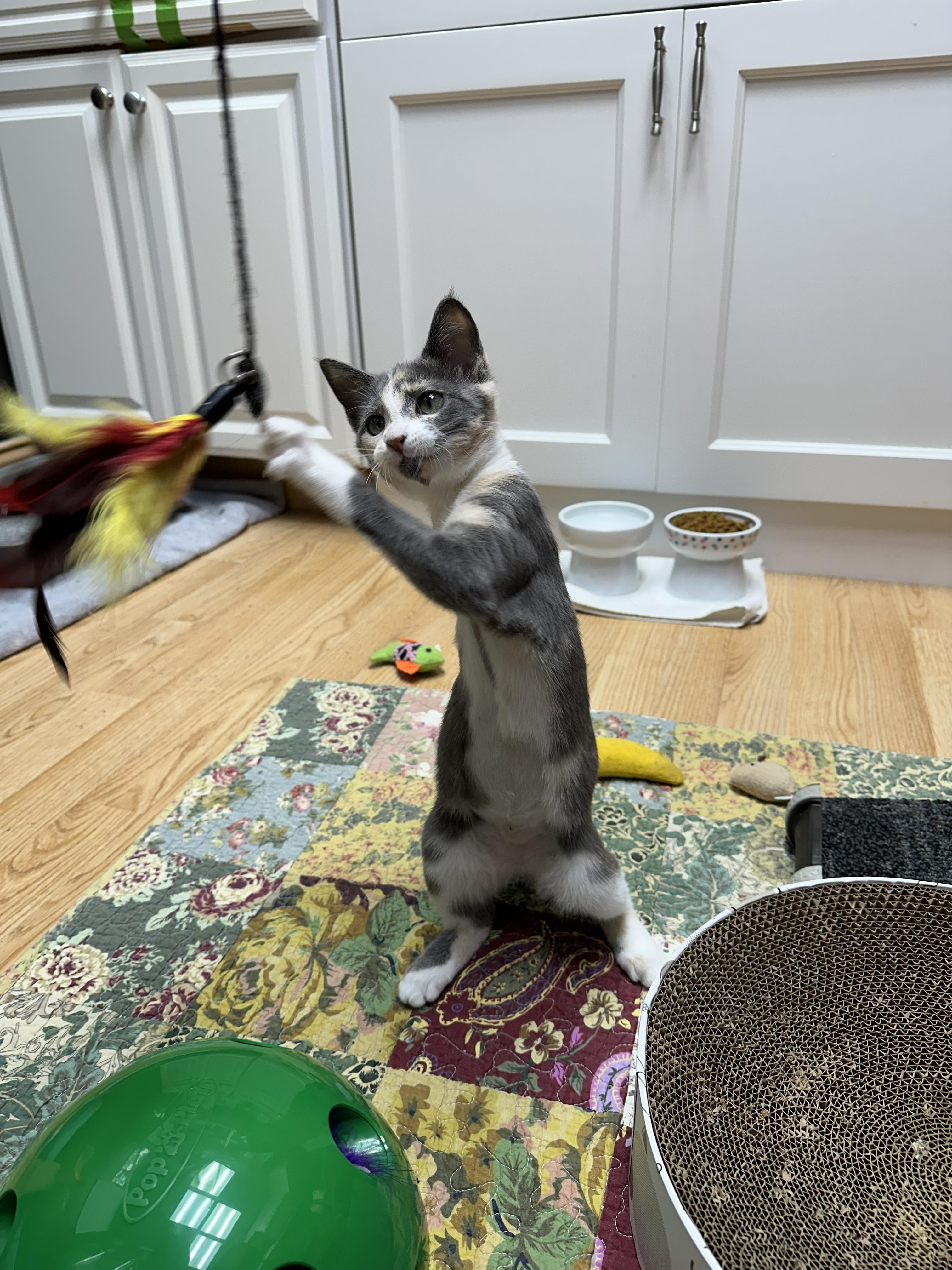 Enlarge Harper, a Adoptable Domestic Short Hair in Crystal Lake, IL image 3/4