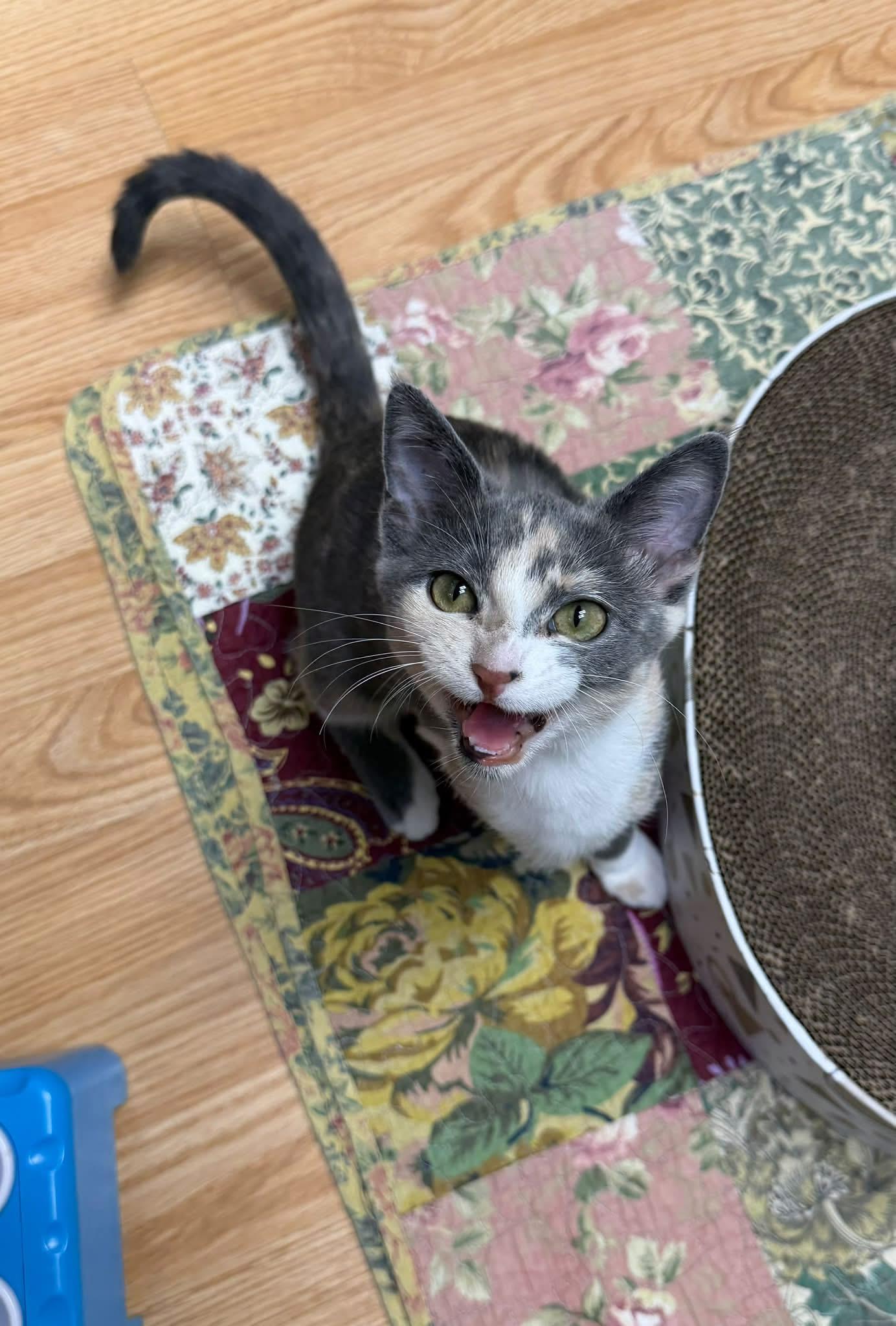 Enlarge Harper, a Adoptable Domestic Short Hair in Crystal Lake, IL image 2/4