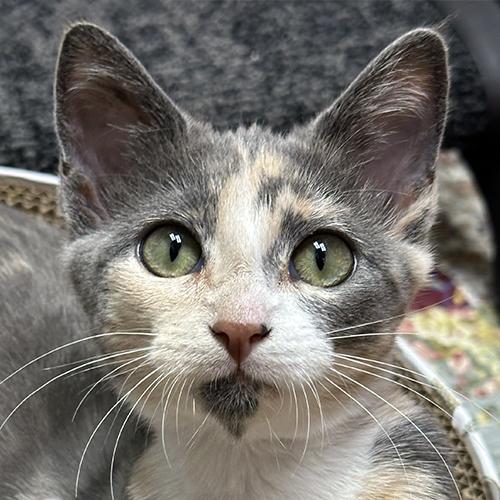 Enlarge Harper, a Adoptable Domestic Short Hair in Crystal Lake, IL image 1/4