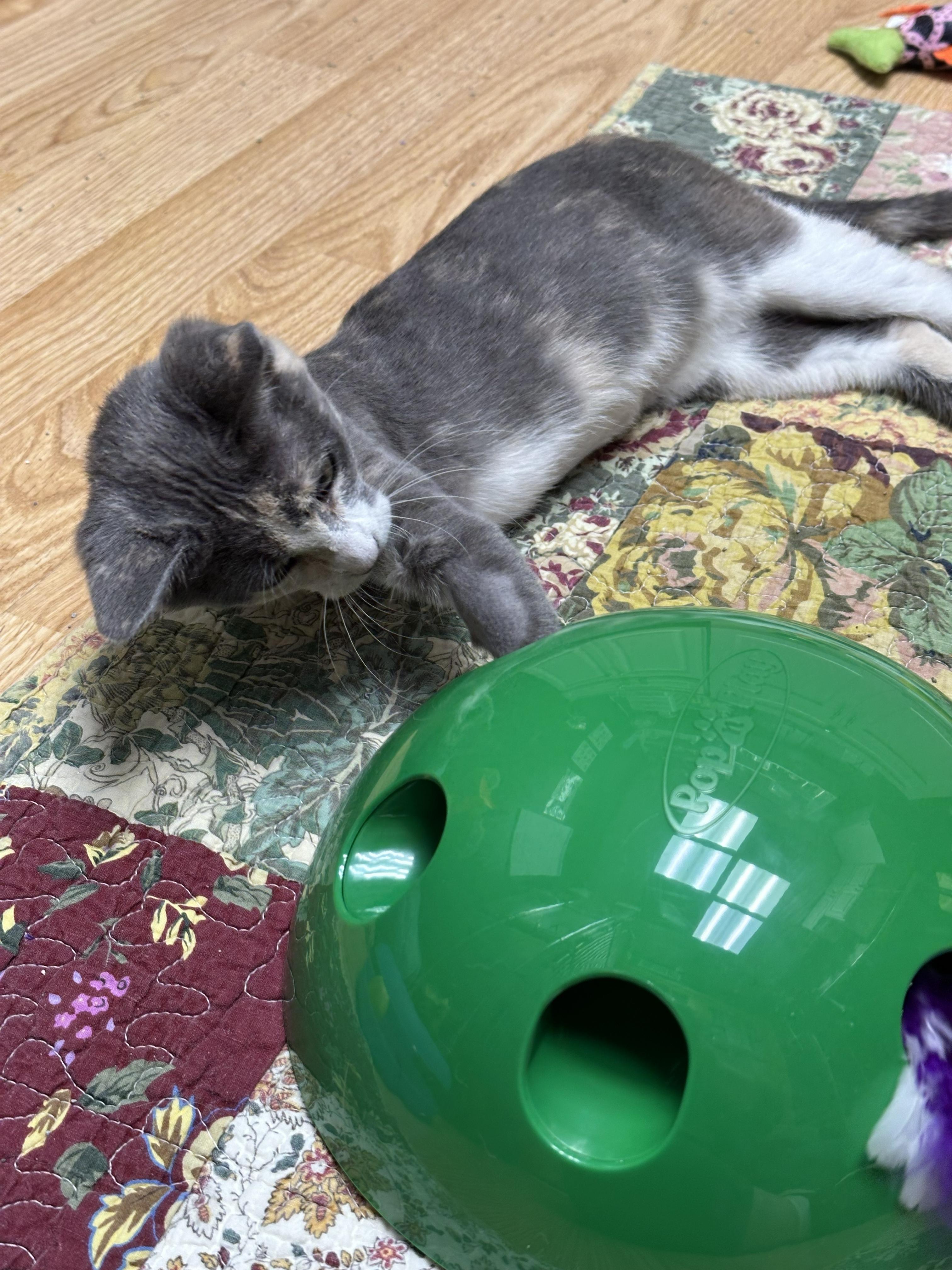 Enlarge Harper, a Adoptable Domestic Short Hair in Crystal Lake, IL image 4/4
