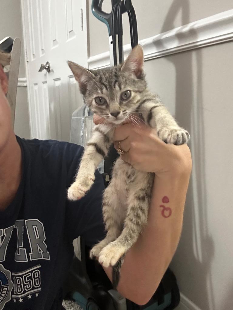 Nala IN FOSTER, Adoptable, Kitten Female Domestic Short Hair.