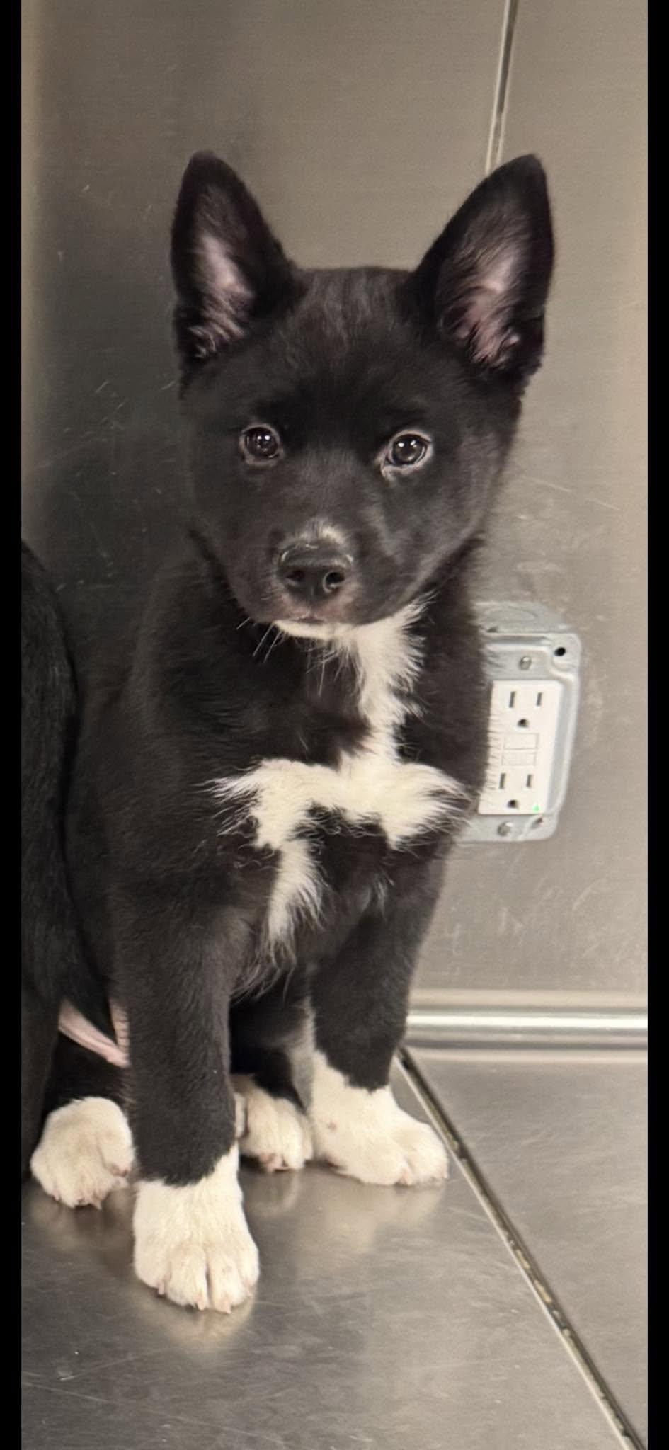 Enlarge Serena, a Adopted mixed breed in Rowlett, TX image 1/1