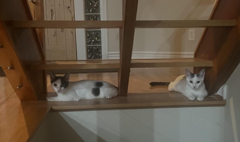 Mista (of The Family), a Adopted Domestic Short Hair in Denver, CO image 2/6