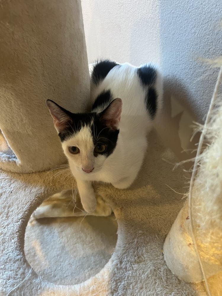 Mista (of The Family), a Adopted Domestic Short Hair in Denver, CO image 3/6