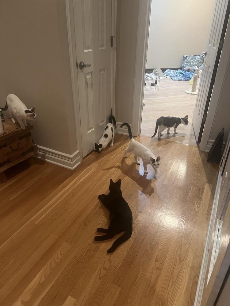 Mista (of The Family), a Adopted Domestic Short Hair in Denver, CO image 4/6