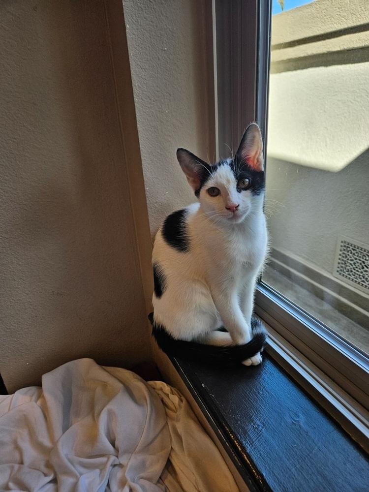 Mista (of The Family), a Adopted Domestic Short Hair in Denver, CO image 5/6