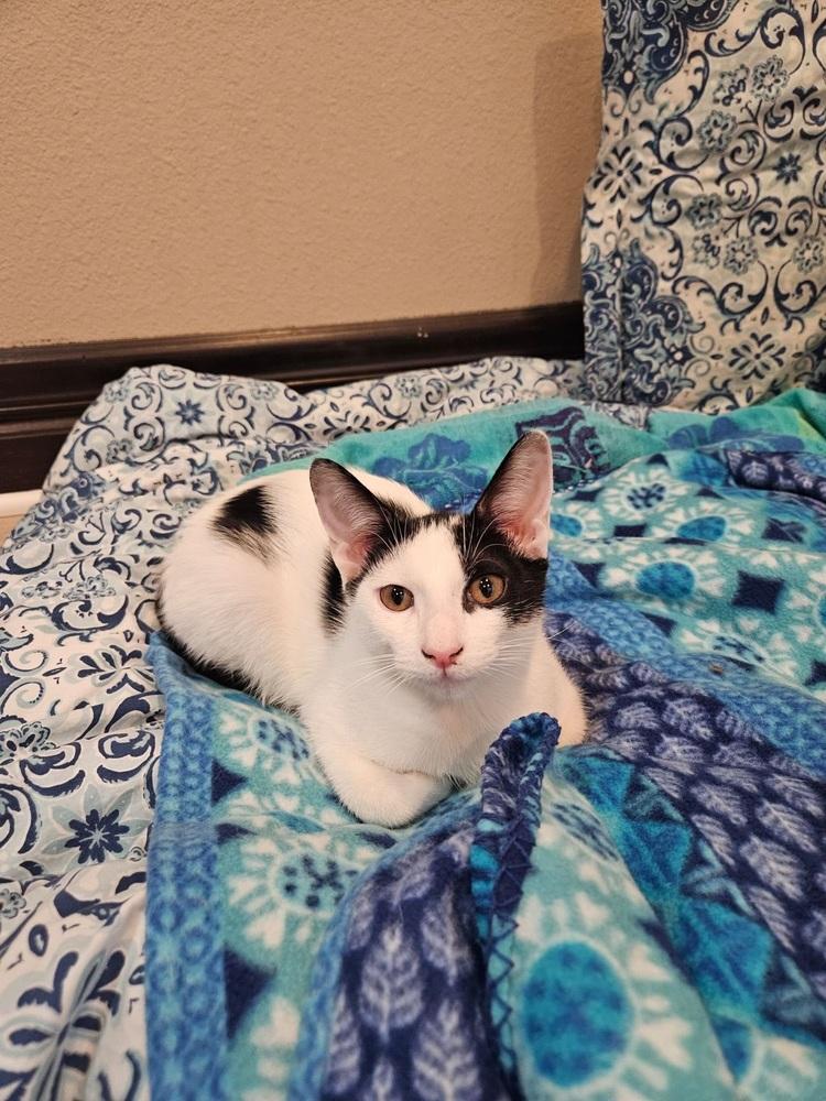 Mista (of The Family), a Adopted Domestic Short Hair in Denver, CO image 6/6