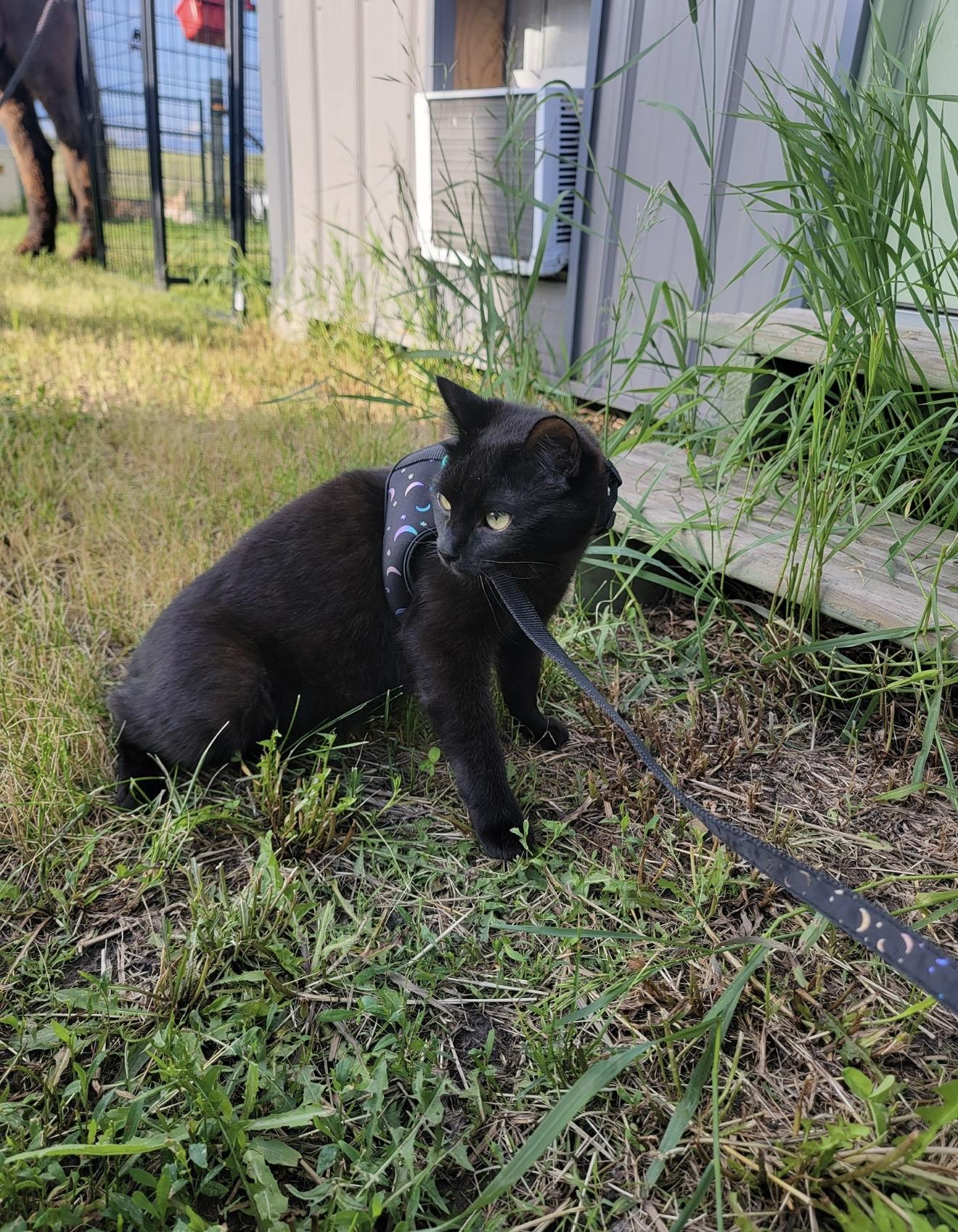 Potato Chip, ADOPTABLE, Young Male Domestic Short Hair.