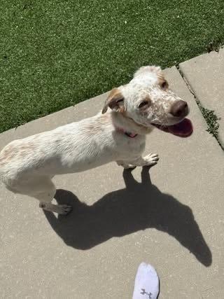 Sparkles, Adoptable, Puppy Female Labrador Retriever.