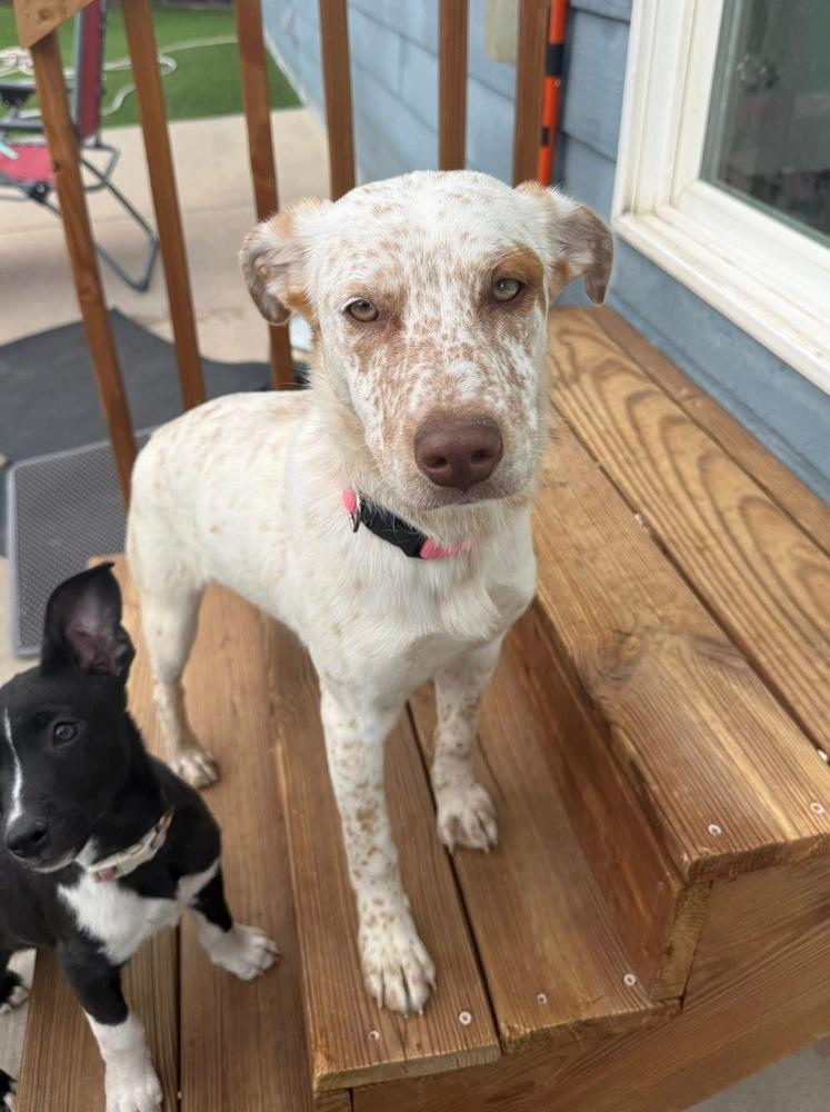 Enlarge Sparkles, a Adoptable mixed breed in Colorado Springs, CO image 3/5