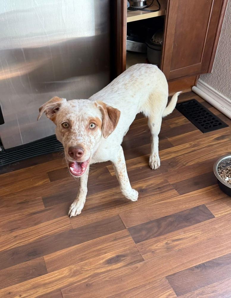 Enlarge Sparkles, a Adoptable mixed breed in Colorado Springs, CO image 4/5