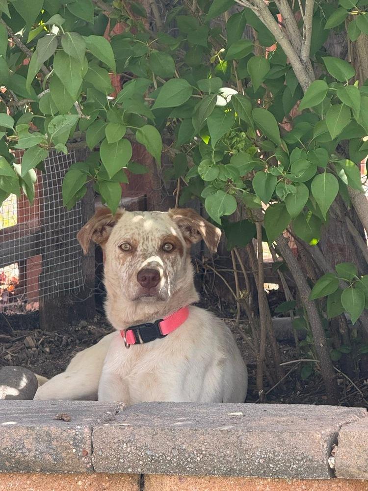 Enlarge Sparkles, a Adoptable mixed breed in Colorado Springs, CO image 5/5