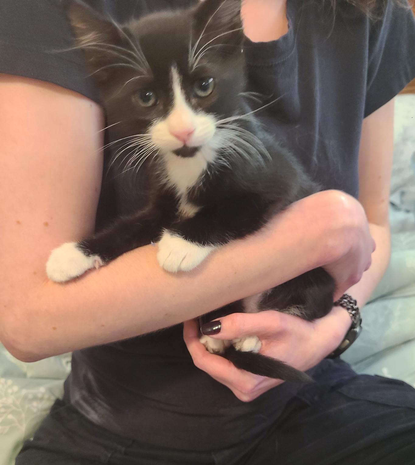 Henry, Adoptable, Kitten Male Domestic Short Hair.
