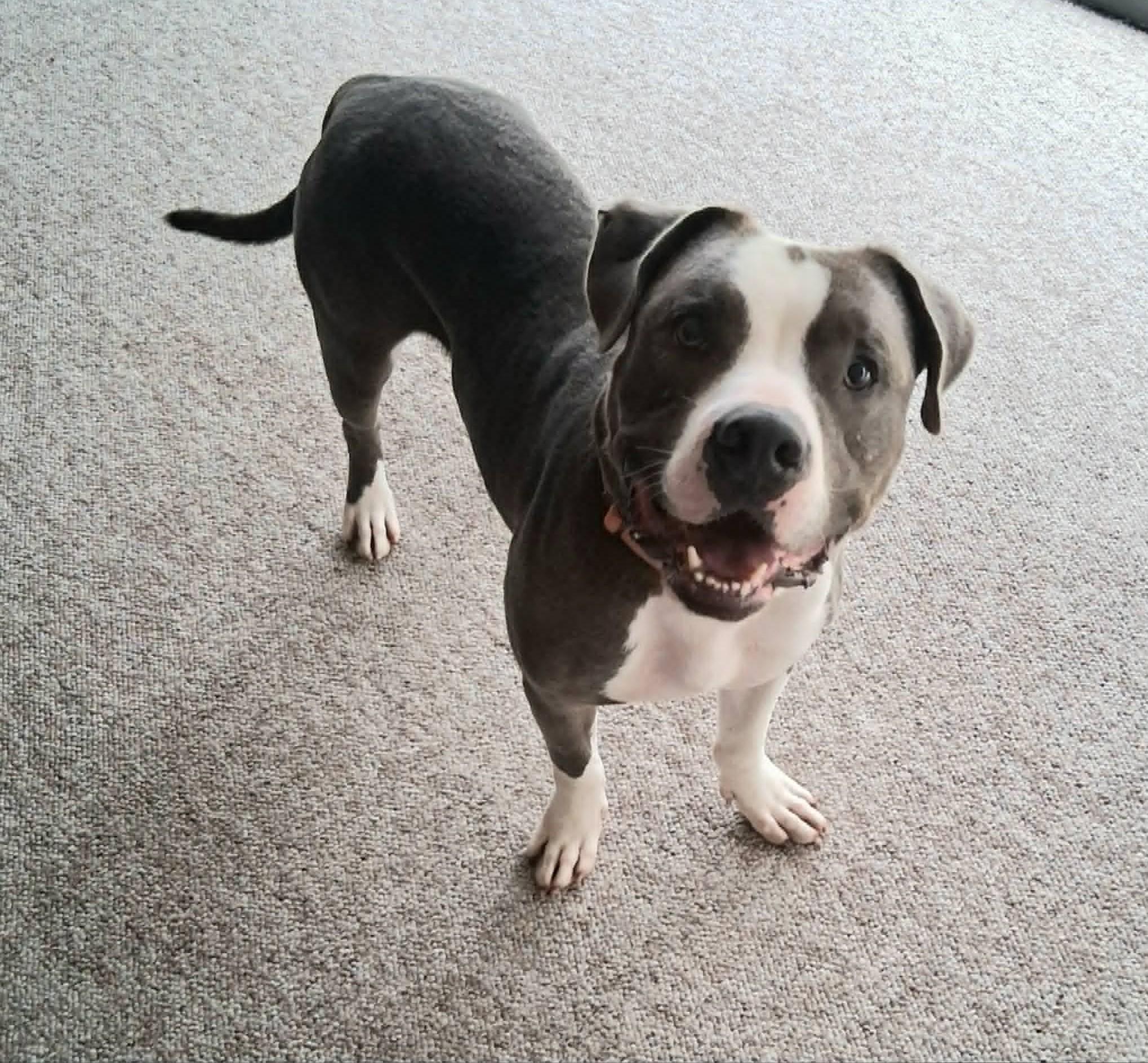 Enlarge Prince, a Adoptable Pit Bull Terrier in Homer Glen, IL image 5/6