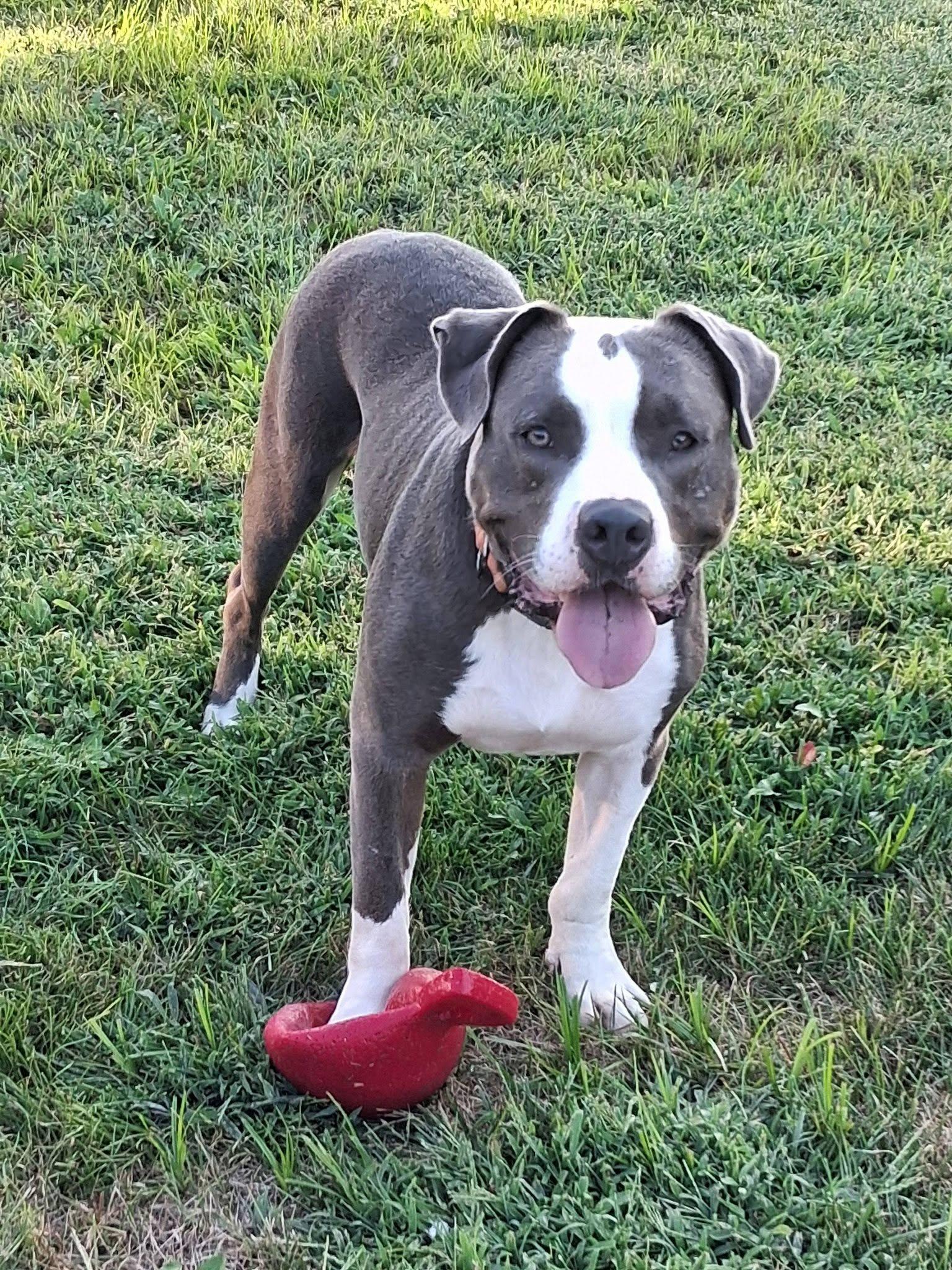 Prince, Adoptable, Adult Male Pit Bull Terrier.
