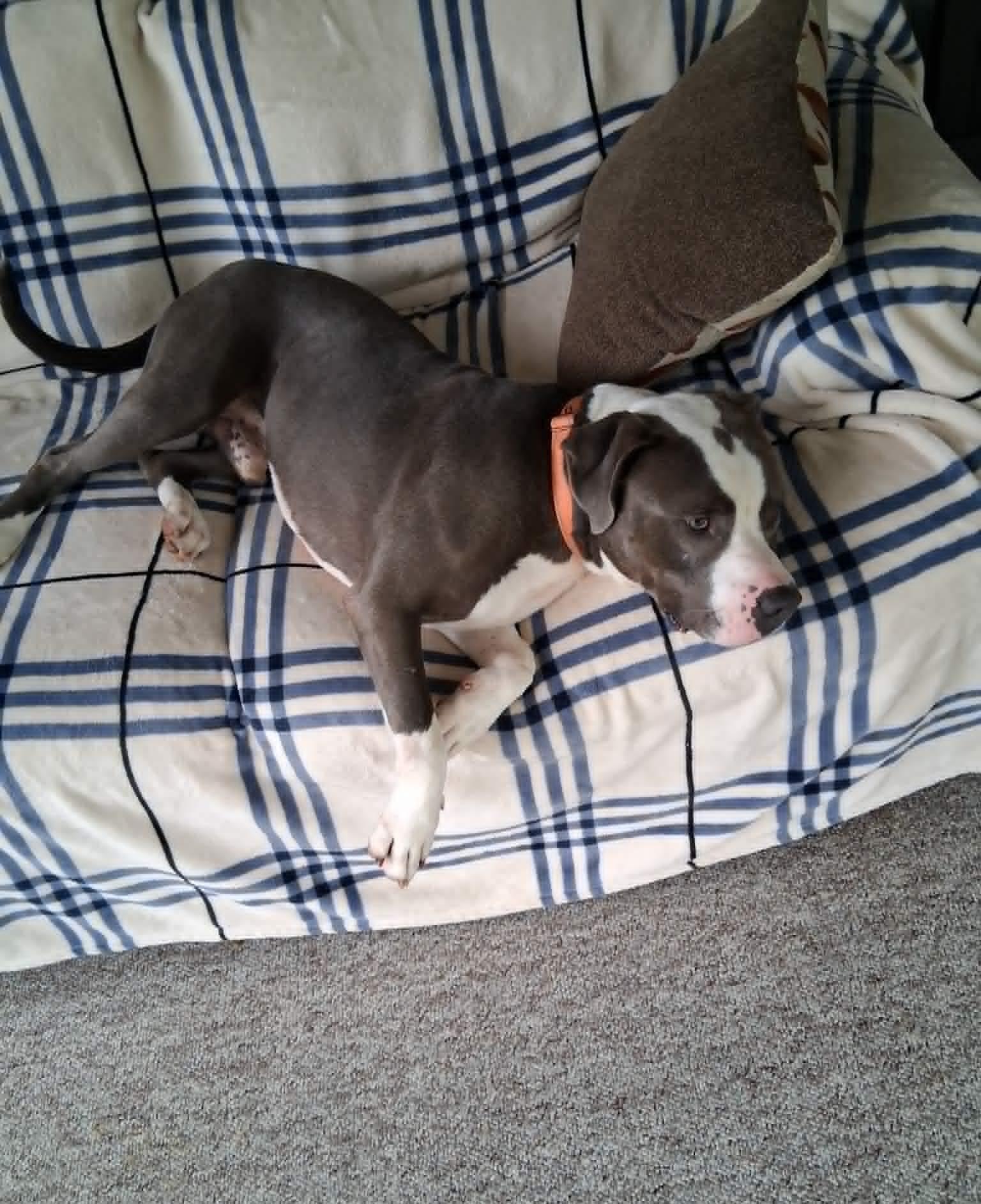 Enlarge Prince, a Adoptable Pit Bull Terrier in Homer Glen, IL image 4/6