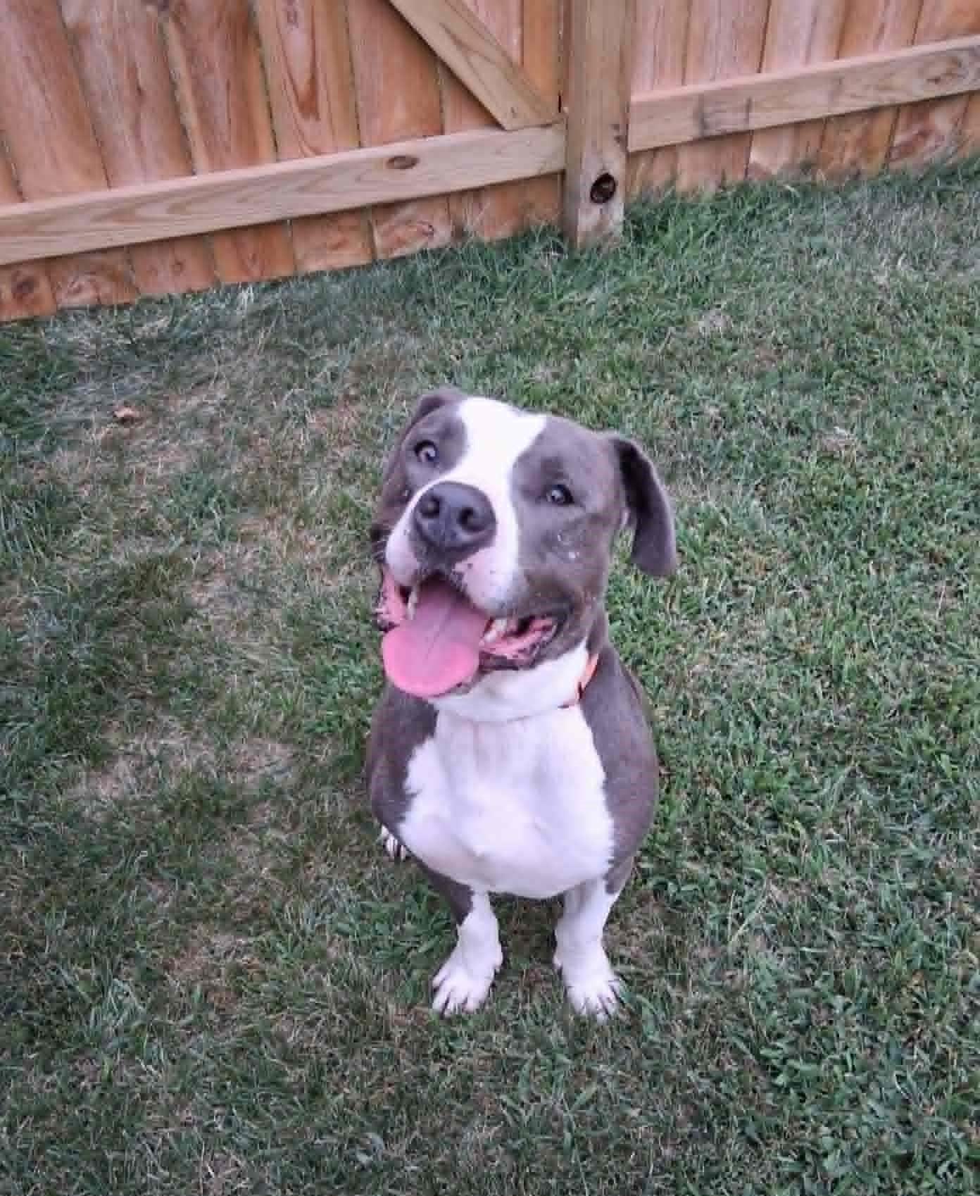 Enlarge Prince, a Adoptable Pit Bull Terrier in Homer Glen, IL image 6/6
